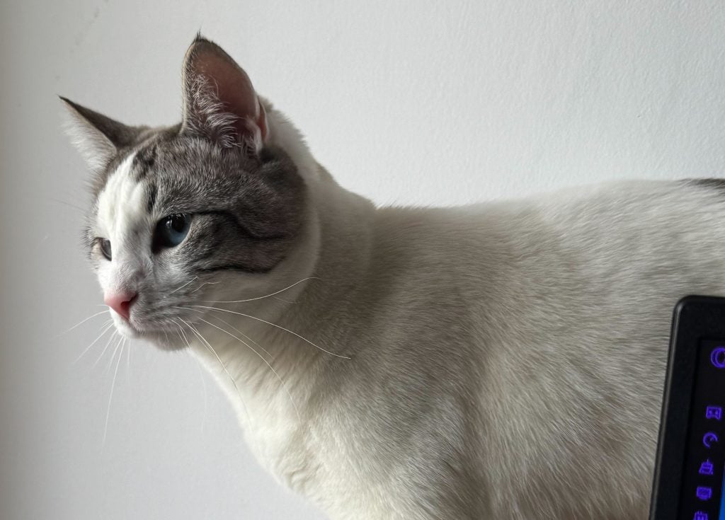 Employee Spotlight Cat