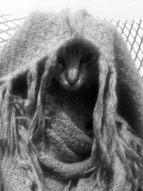 FastComet Employee Spotlight Georgi K. Cat