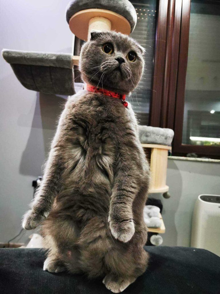 FastComet Employee Spotlight Cat