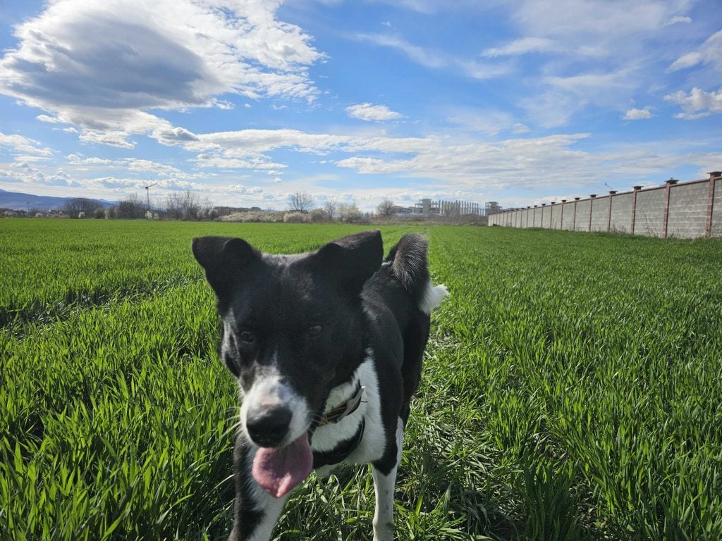 FastComet Employee Spotlight Dog